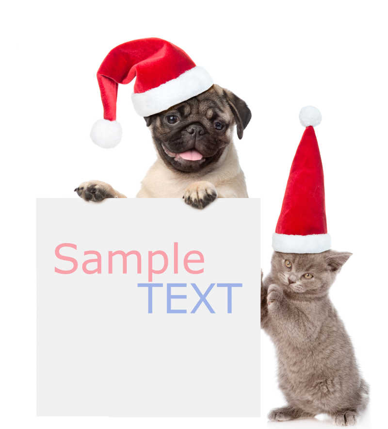 白色背景上戴着红色圣诞帽的猫咪和狗狗