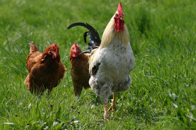 草坪上的三只鸡