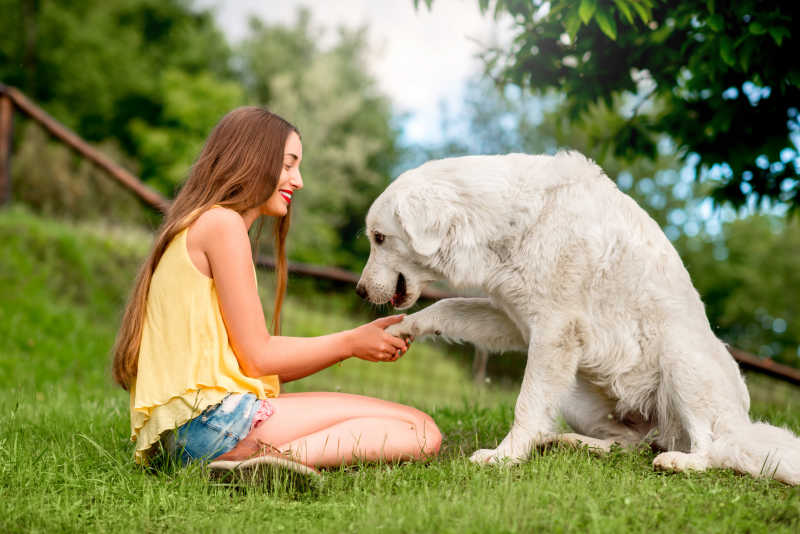 草地上相互玩耍的女孩与白色牧羊犬
