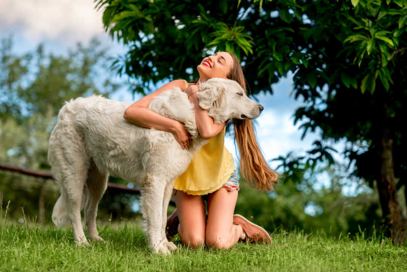 草坪上的女孩与白色大型牧羊犬