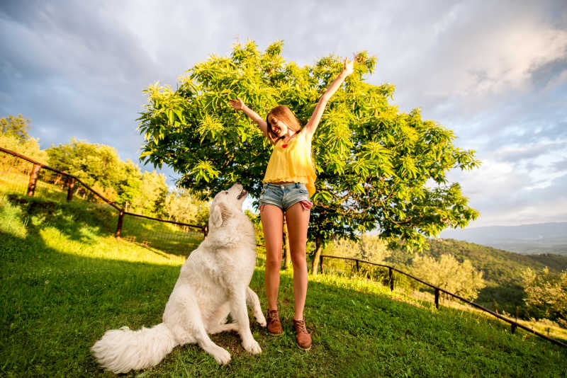 草坪上的年轻女孩与白色牧羊犬