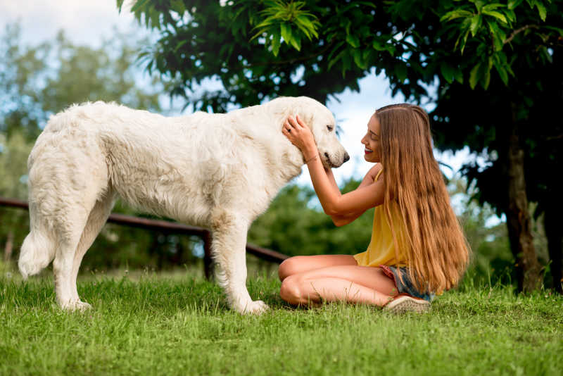 长发女孩与白色牧羊犬