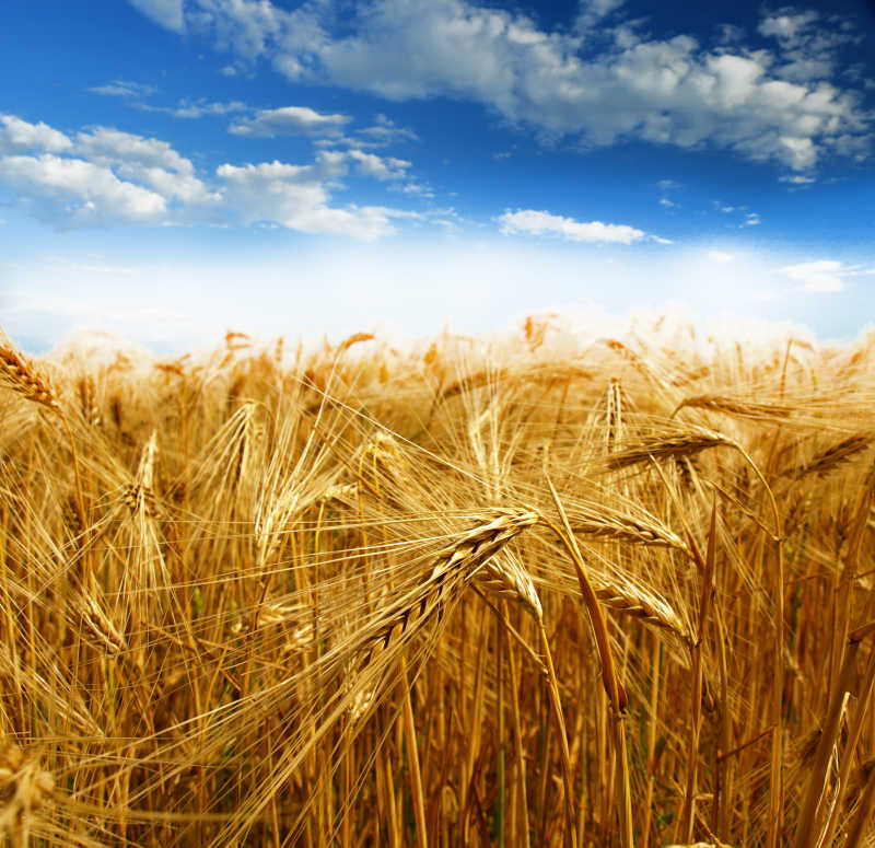 秋天里成熟的金色小麦