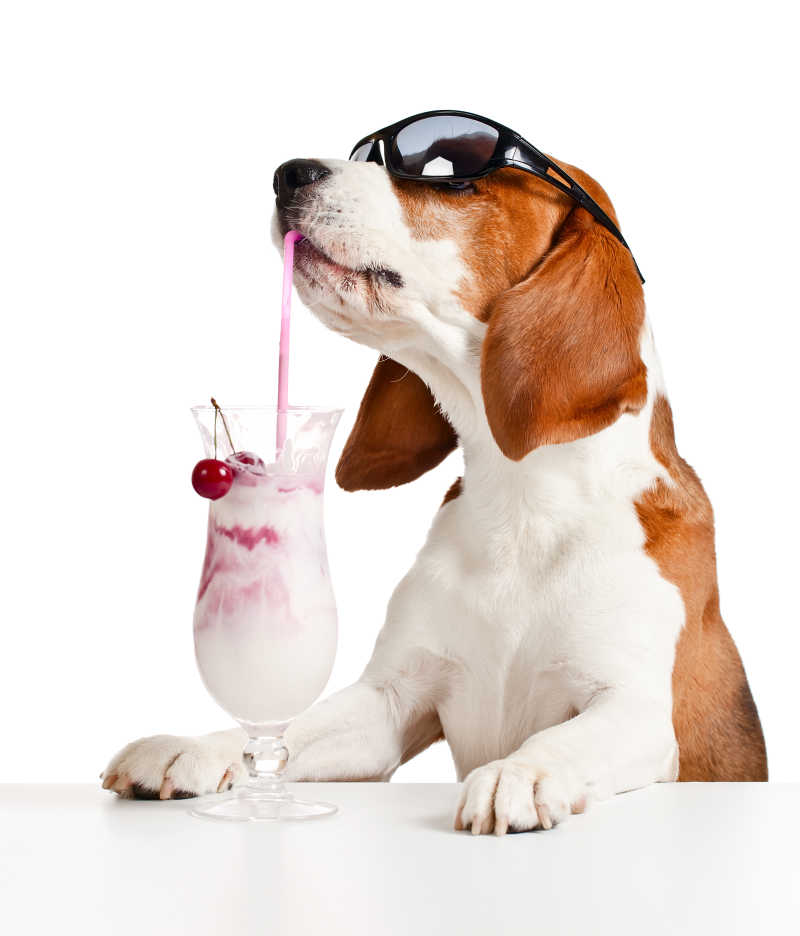 可爱的猎犬戴墨镜喝饮料
