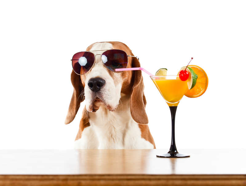 可爱的戴墨镜的猎犬和桌上的果汁