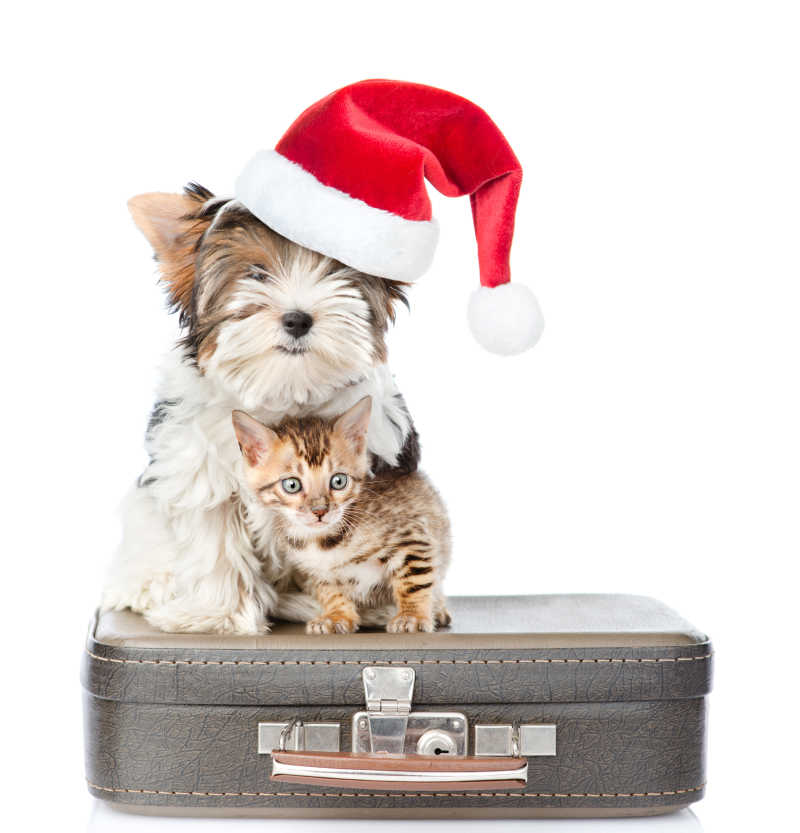 坐在箱子上戴着圣诞帽的宠物狗