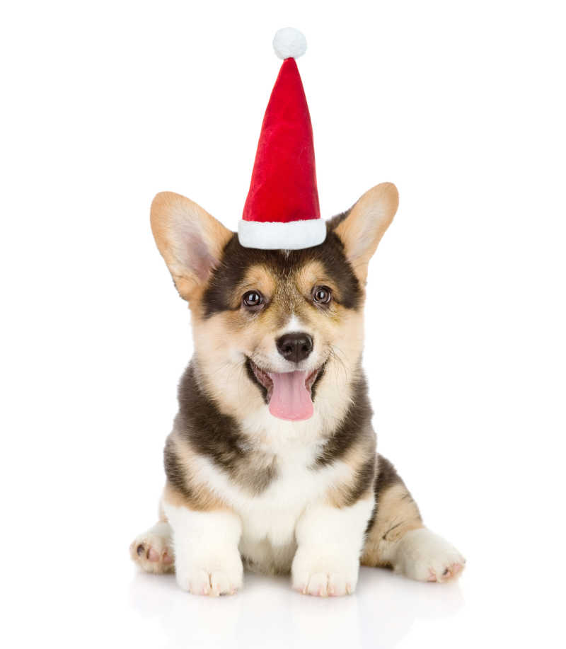 戴着圣诞帽的可爱小狗