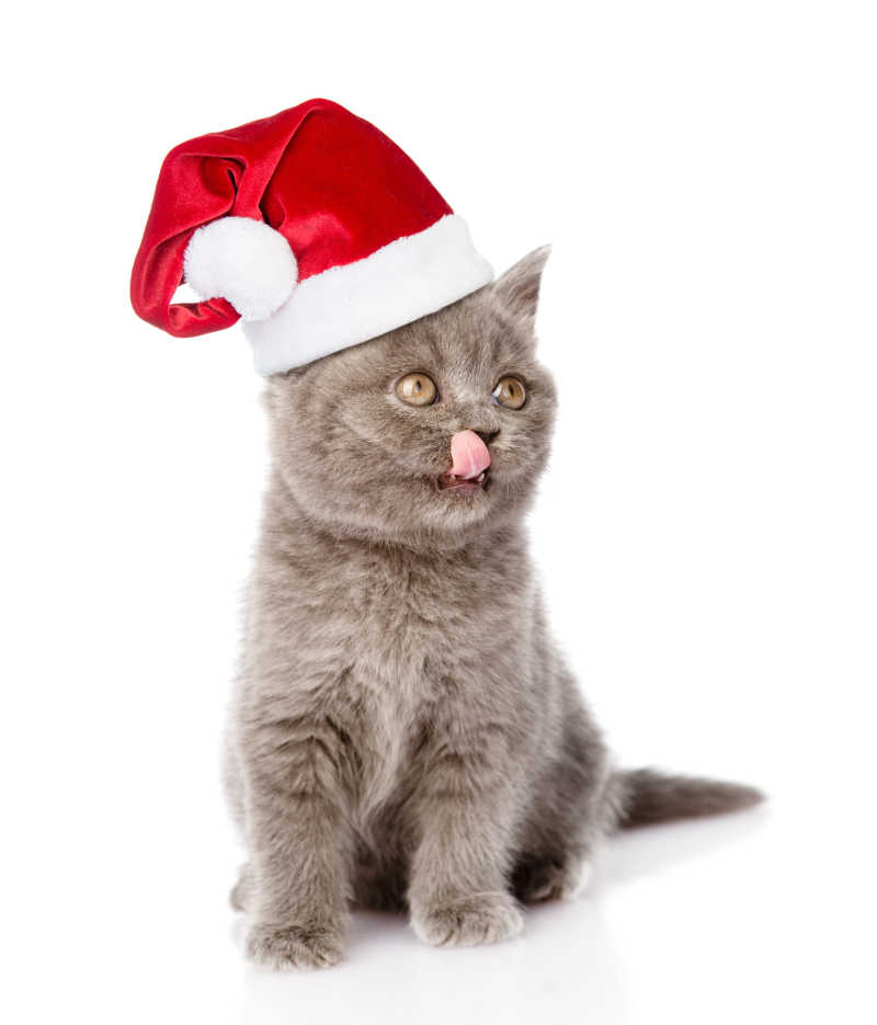 戴着圣诞帽的猫咪