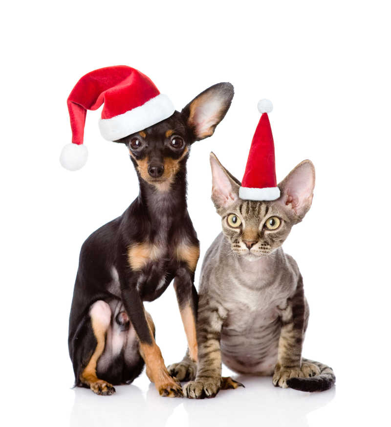 白色背景上戴着红色圣诞帽的宠物狗狗与猫咪