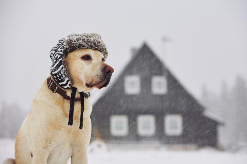 冬天戴帽子的拉布拉多猎犬