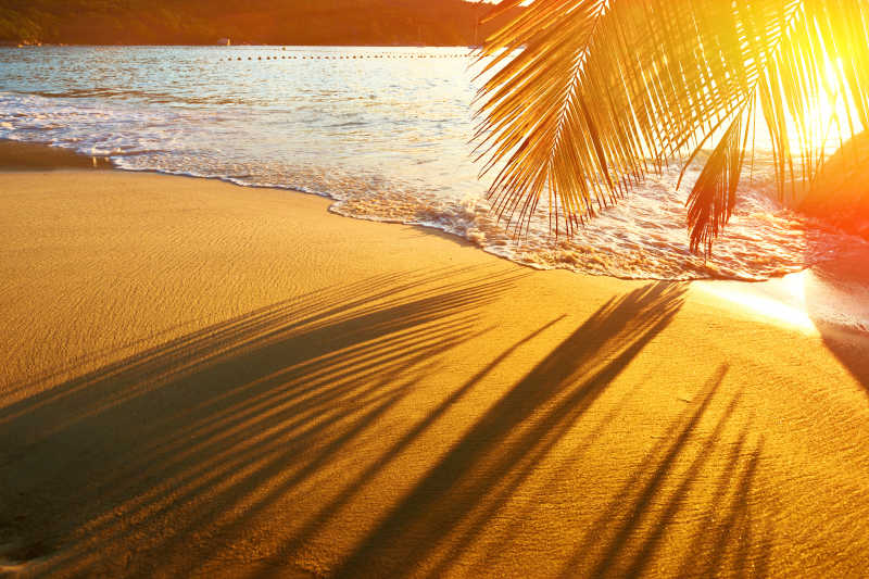 美丽日落在塞舌尔的海滩棕榈树阴影