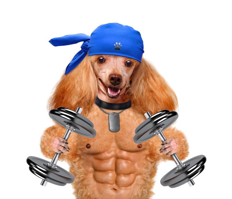 强壮的健身狗拿着哑铃概念