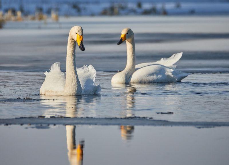 湖中两只洁白的天鹅