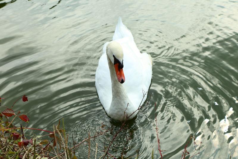 湖中美丽的白天鹅