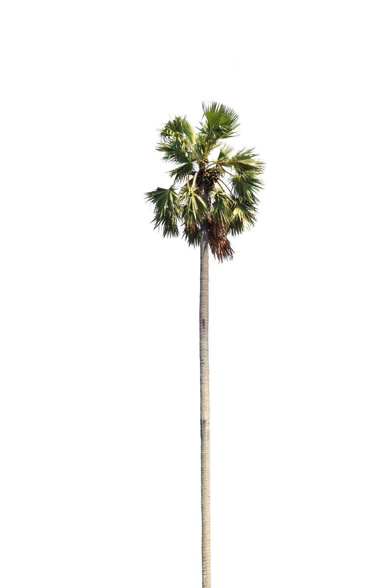 白色背景下的一棵棕榈树