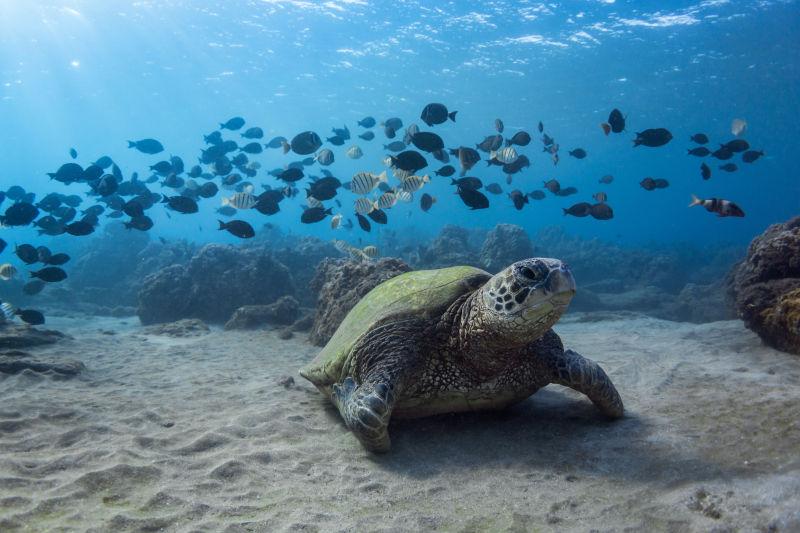 海底下的可爱海龟附近有一群海鱼