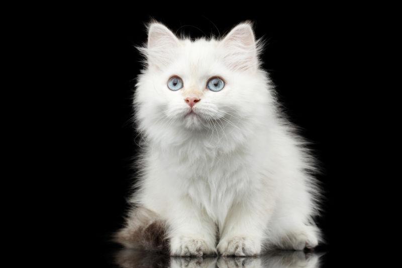 黑色背景下白色毛茸茸的小猫咪