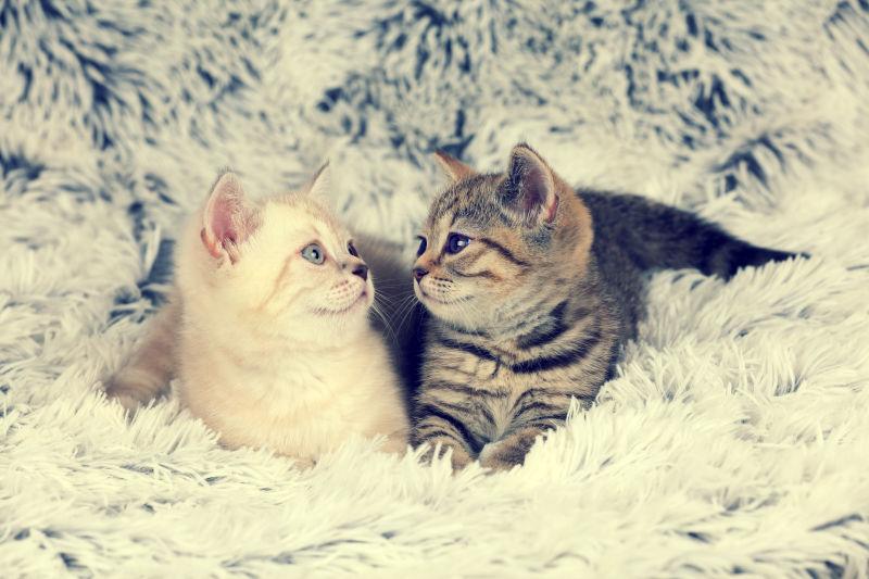 趴在毛毯上的两只对视的小猫