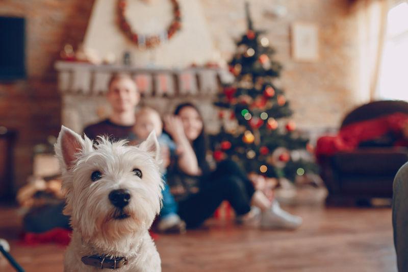 圣诞节快乐家庭和狗狗