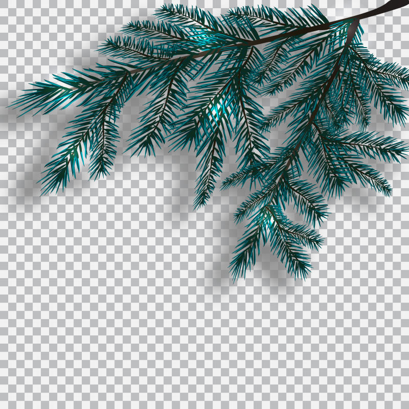 蓝色冷杉树枝