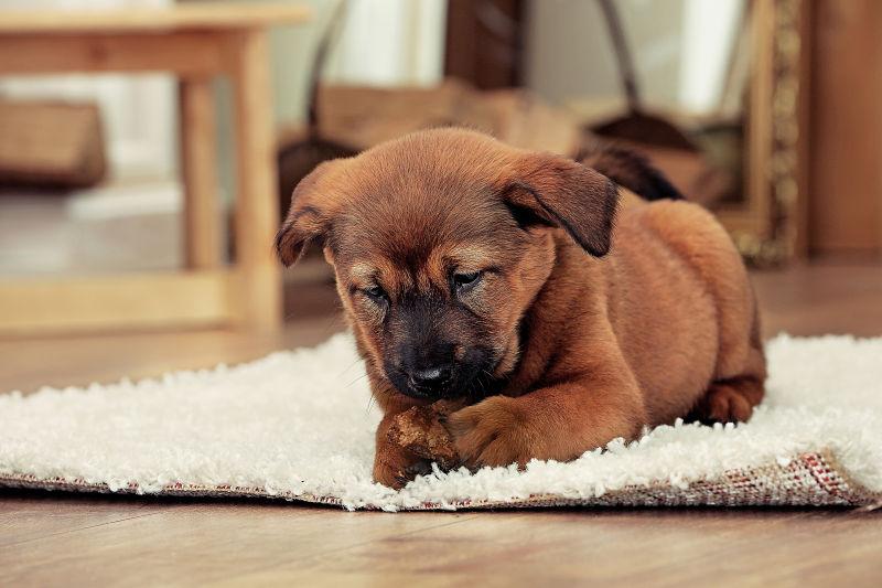可爱的小狗躺在房间的地毯上