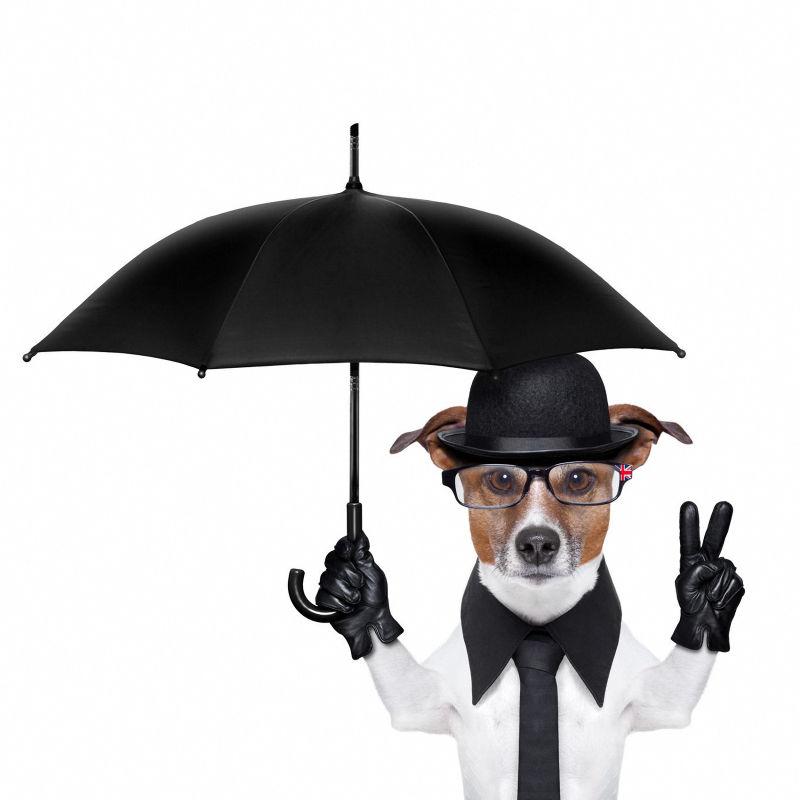 手里拿着雨伞比手势的狗狗