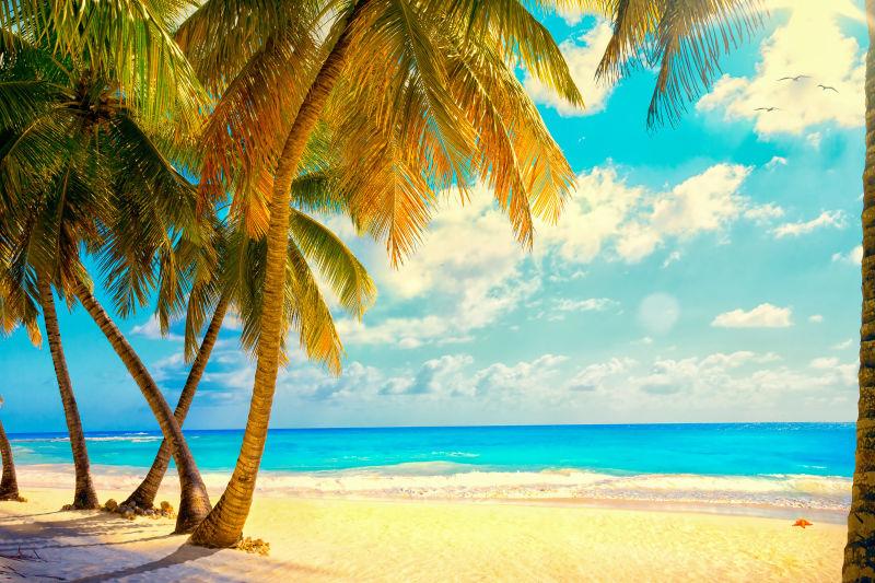 美丽的天空下海滩上的棕榈树