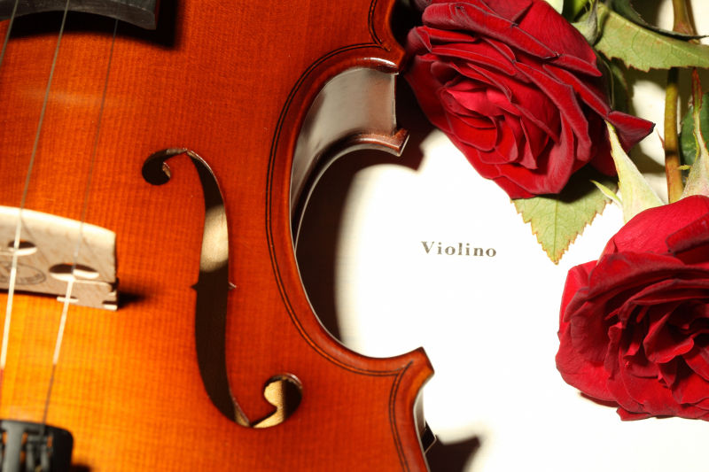 白色背景下的小提琴和玫瑰花