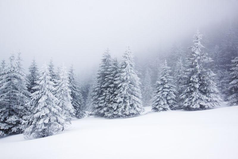 冰雪覆盖下的云杉背景