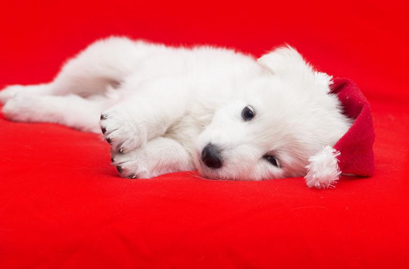 红色背景上躺着的萨摩耶幼犬