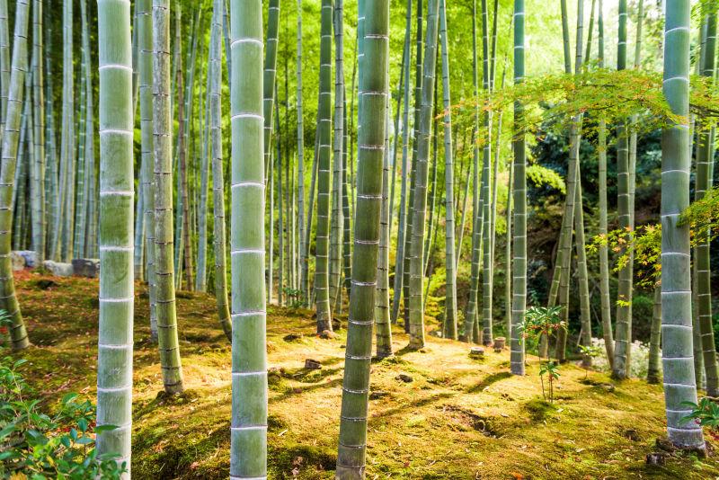 野生粗壮的竹林