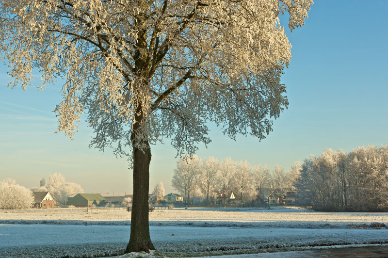 冬天结霜的树