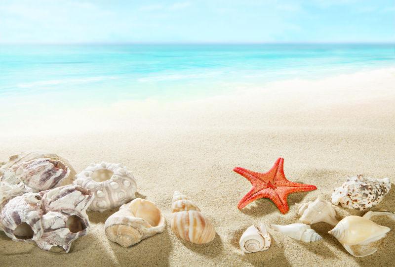 沙滩上的各种贝壳
