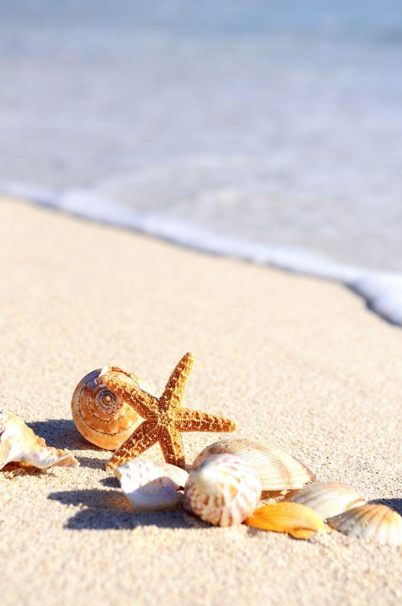 一堆贝壳在沙滩上