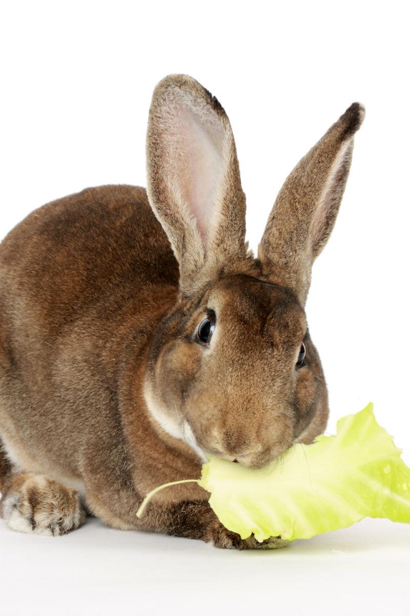 正在吃菜叶的小兔子