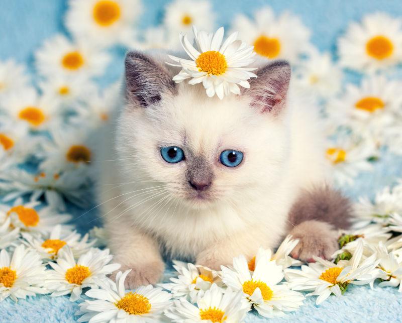 蓝色背景上的白色洋甘菊花朵中的猫咪