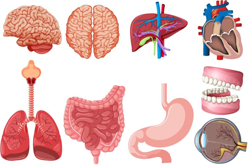 人体器官的矢量插图
