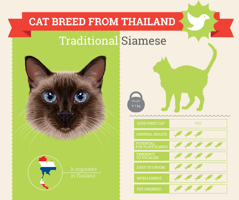 矢量暹罗猫的信息图表