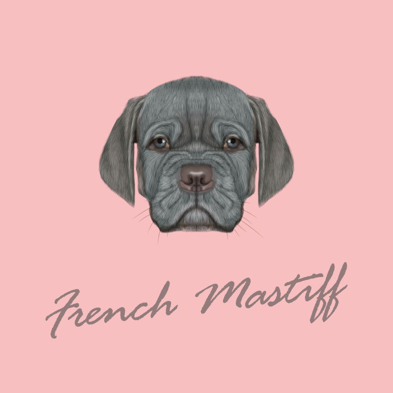 法国獒犬矢量图