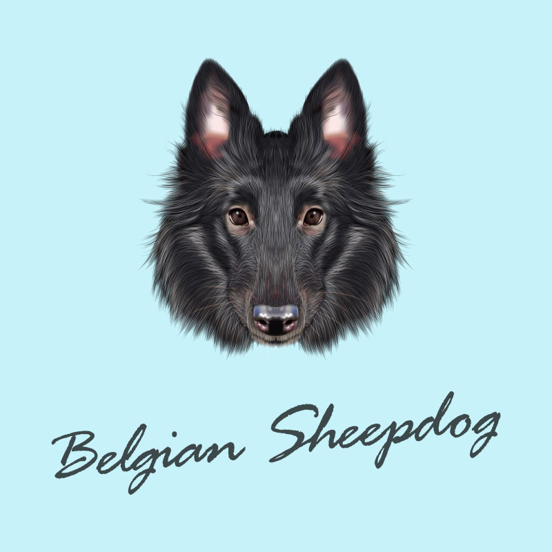比利时牧羊犬矢量图