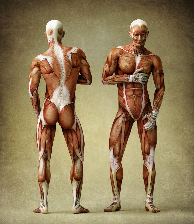 男性人体肌肉解剖