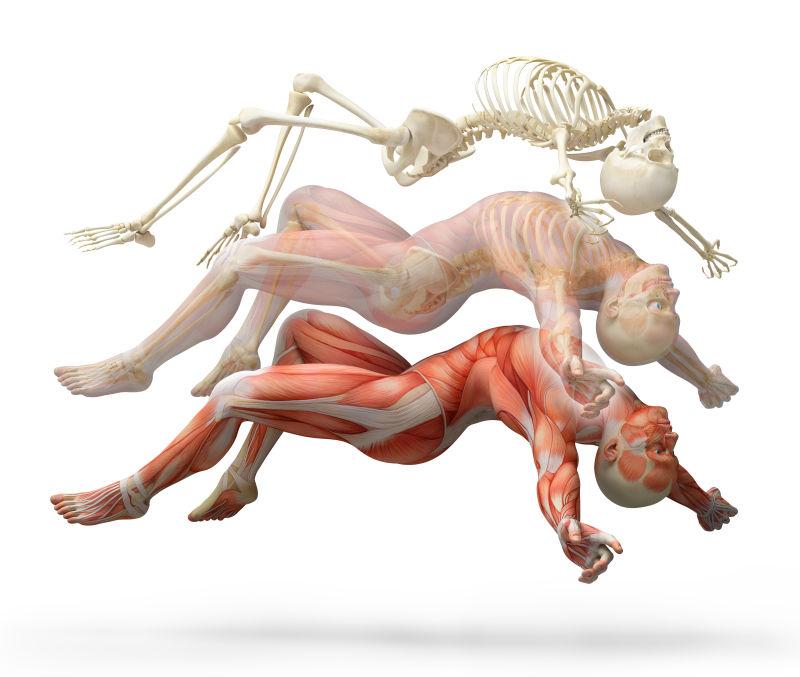 倒地时人体肌肉结构