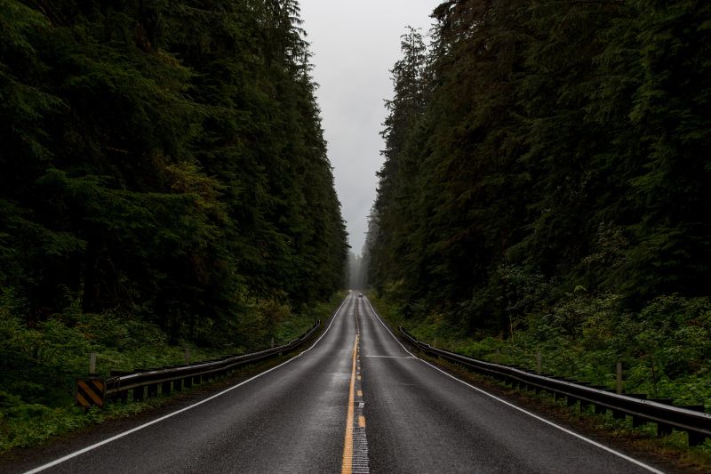 森林中笔直的道路