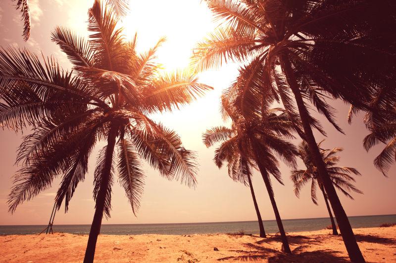 夕阳下热带海滩上的棕榈树