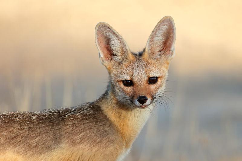 南非卡拉哈里沙漠角狐肖像