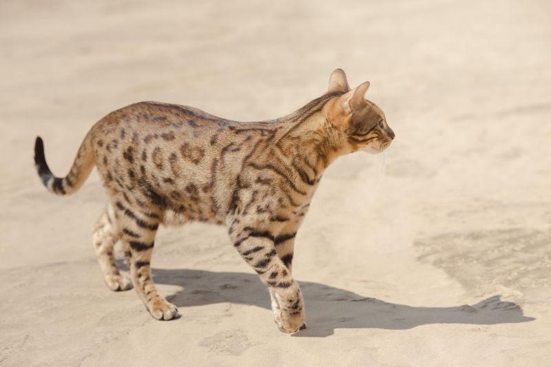 萨凡纳野猫在沙漠中打猎