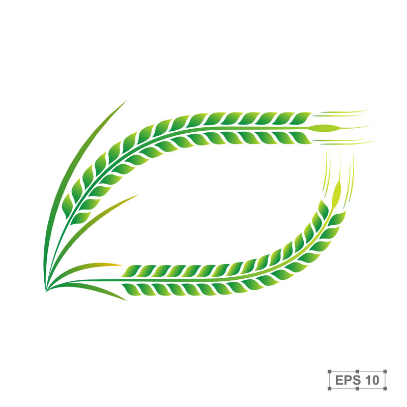 矢量的绿色水稻插图