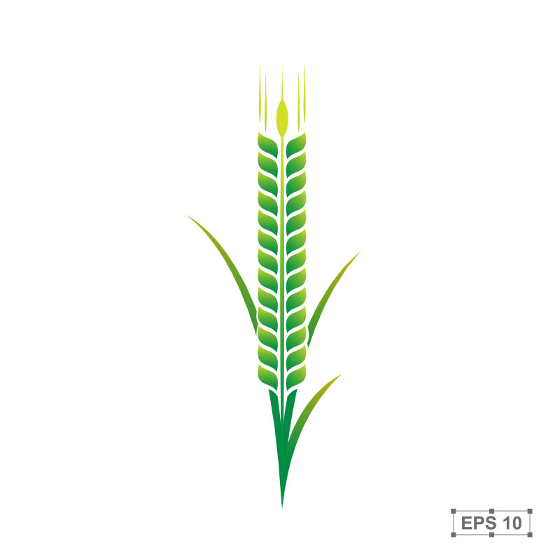 矢量的绿色稻子设计