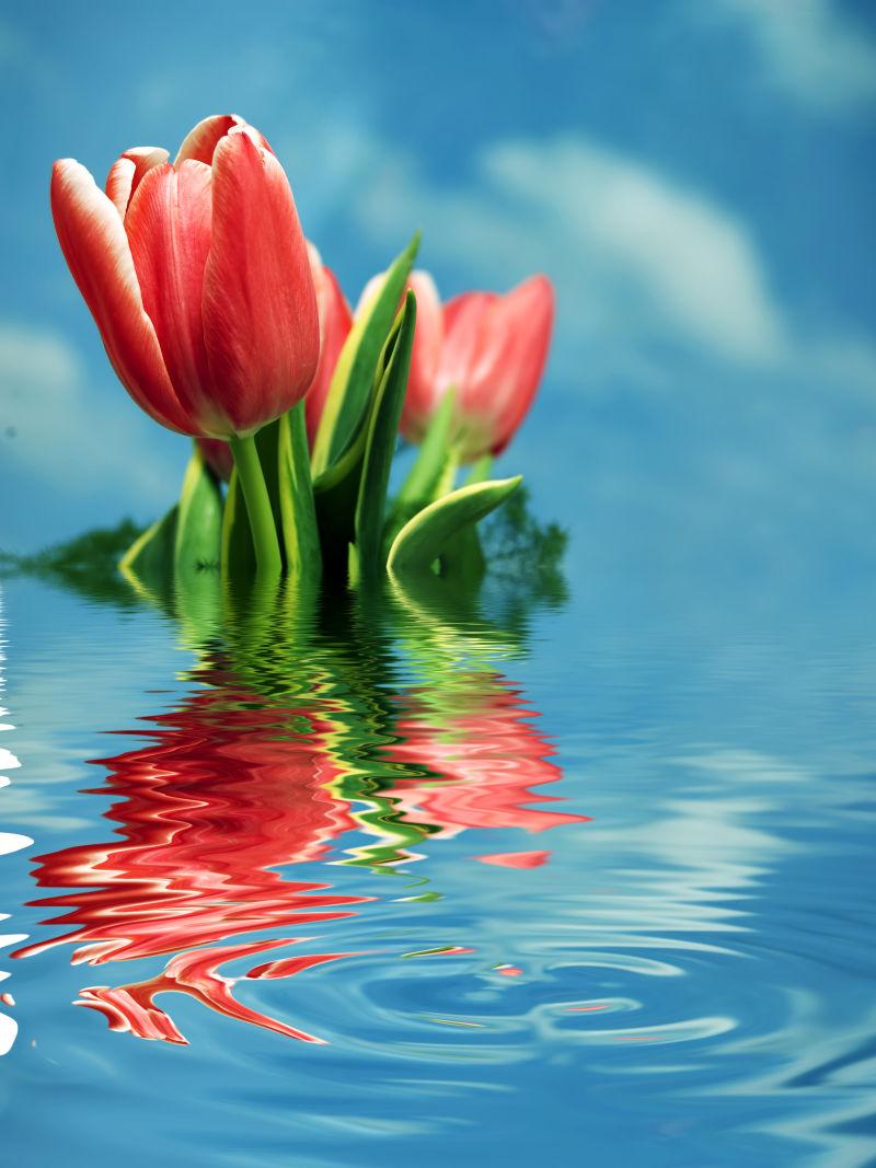 在水面上的春天新鲜郁金香花