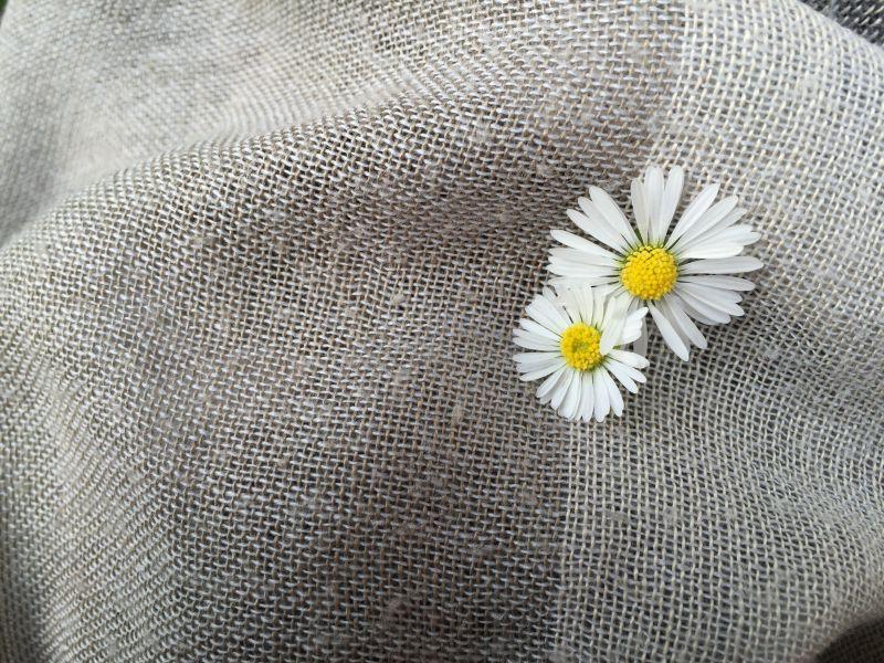 灰色亚麻布上的两朵白色雏菊